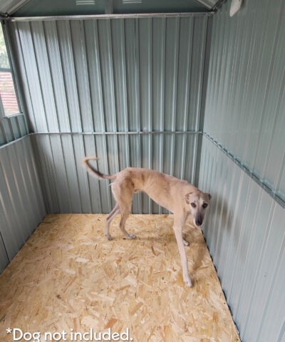 A blonde lurcher dog inside the 8ft x 6ft steel cottage shed