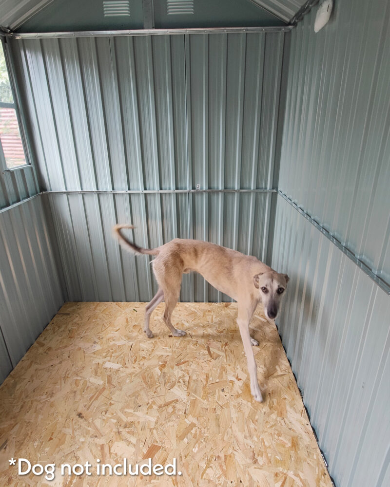 A blonde lurcher dog inside the 8ft x 6ft steel cottage shed