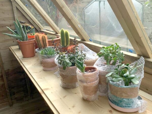 The inside shelf of the potting shed. It is about a foot wide and it sits right under the window at about the average person's waist height. In this image there are 12 various succulents in pots along the window. The glass is clean and through it you can see the plastic glasshouse on the other side of the garden