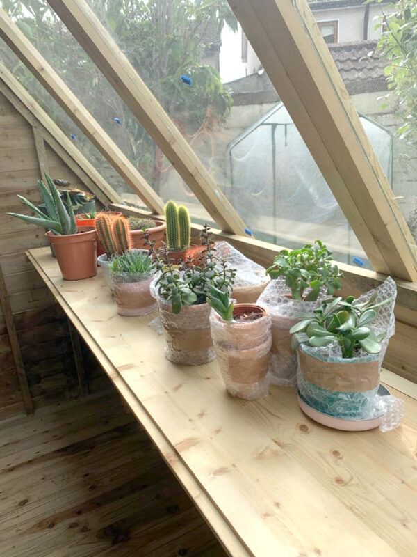 The inside shelf of the potting shed. It is about a foot wide and it sits right under the window at about the average person's waist height. In this image there are 12 various succulents in pots along the window. The glass is clean and through it you can see the plastic glasshouse on the other side of the garden