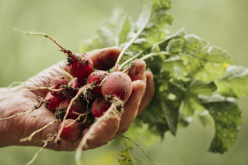 Picture of a man with a handful of freshly pulled carrots