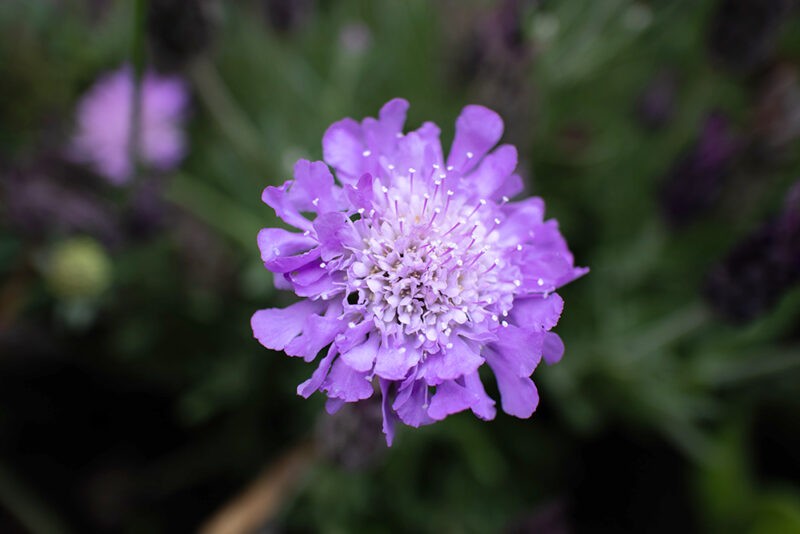 Scabious flower