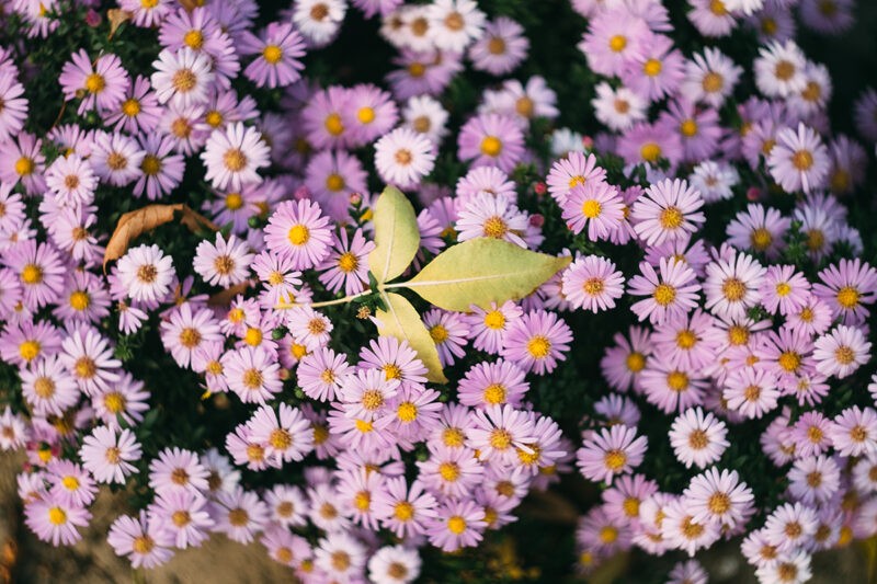 Aster Flowers by @frostroomhead