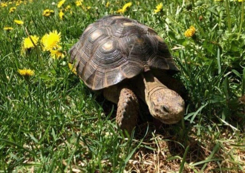 Flash the tortoise in his garden