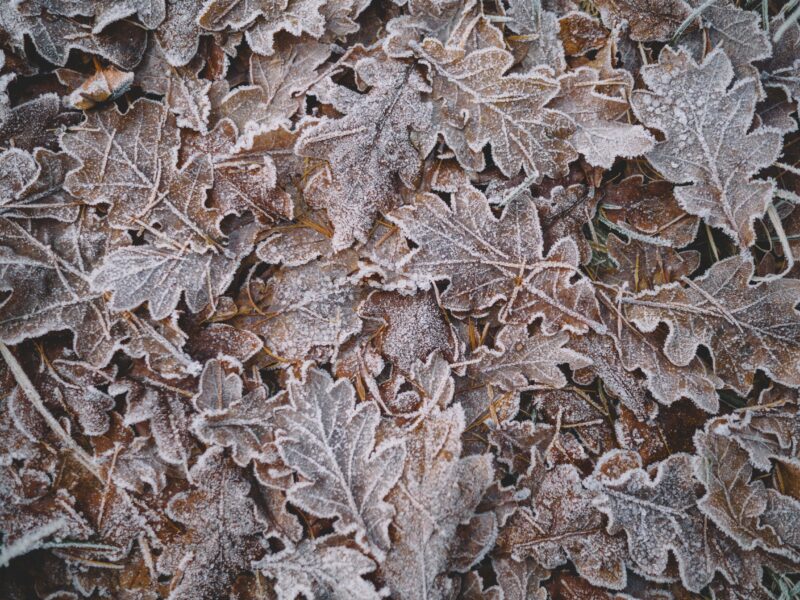 A load of frozen leafs that could pose a hazard for gutters
