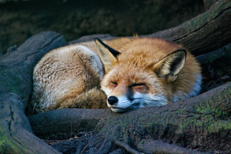 A sleeping fox