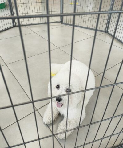A small, pure white bichon frise laying on her belly inside the puppy pen.