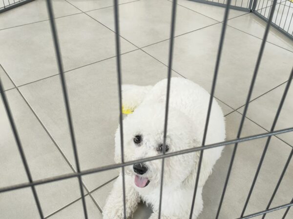 A small, pure white bichon frise laying on her belly inside the puppy pen.