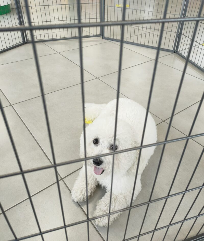 A small, pure white bichon frise laying on her belly inside the puppy pen.