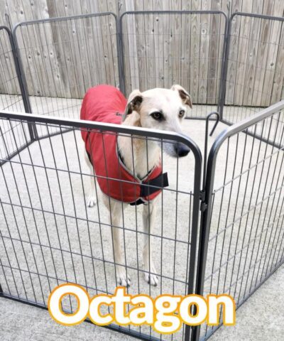 A lurcher dog in a red jacket inside the dog pen which is in the octagon formation