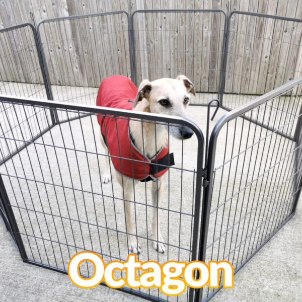A lurcher dog in a red jacket inside the dog pen which is in the octagon formation