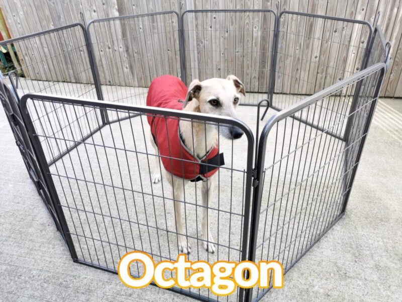 A lurcher dog in a red jacket inside the dog pen which is in the octagon formation