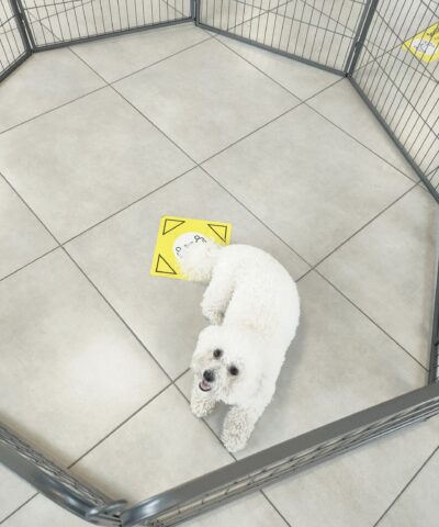 The bichon frise looking up at the camera from inside the dog pen. The photo is taken with a wide-angle lens, so the whole dog pen is available from above