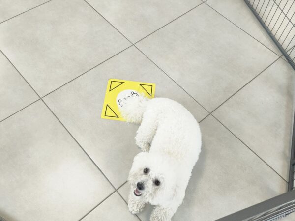 The bichon frise looking up at the camera from inside the dog pen. The photo is taken with a wide-angle lens, so the whole dog pen is available from above