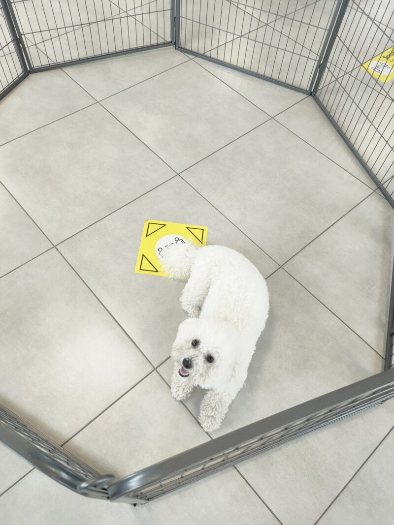 The bichon frise looking up at the camera from inside the dog pen. The photo is taken with a wide-angle lens, so the whole dog pen is available from above