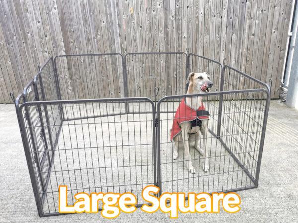 A large blonde lurcher dog sitting in a dog pen which is in the large square Formation