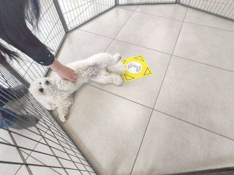 The bichon frise lying on it's back inside the dog pen. She is being petting and looks very content. There is lots of room inside the pen with her.