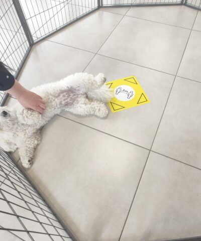 The bichon frise lying on it's back inside the dog pen. She is being petting and looks very content. There is lots of room inside the pen with her.