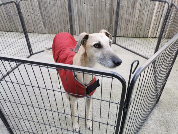 Dog Pen with a dog inside it