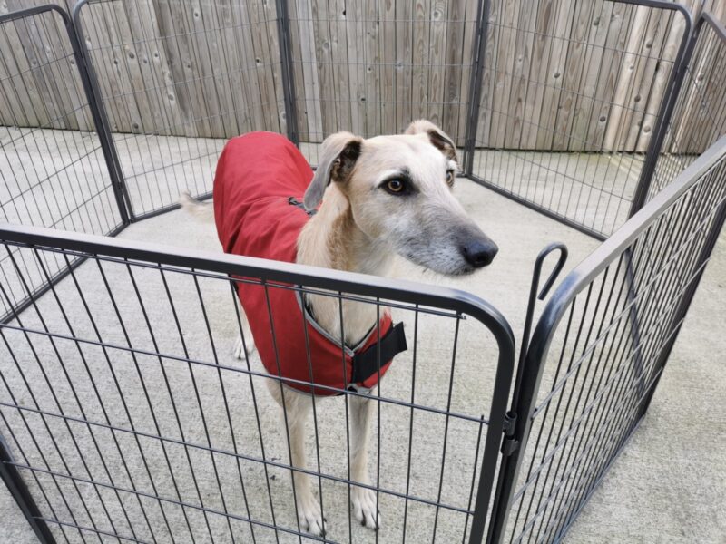 A large fawn-coloured lurcher inside the dog pen. He's wearing a red-coloured jacket