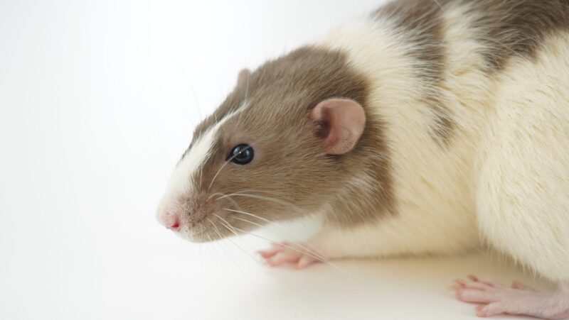 A ginger and white rat sitting on the right hand side of the frame looking towards the left. 