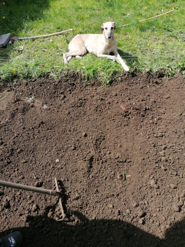 a fawn coloured lurcher dog lies on the grass beside the freshly dug base for the steel shed