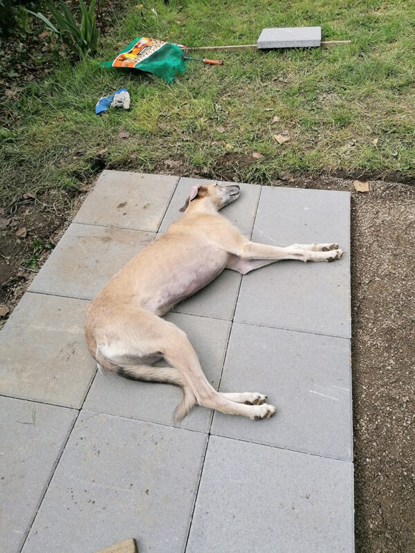 a blonde lurcher dog lying flat across 9 grey paving slabs in a garden. The is a blank area beside him where more slabs are to be laid and to the other side of him there is green grass.