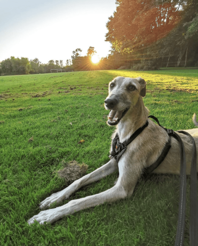 @lurcherboyjasper sitting and smiling in the grass at Johnstown Park in Finglas as the sun sets behind him