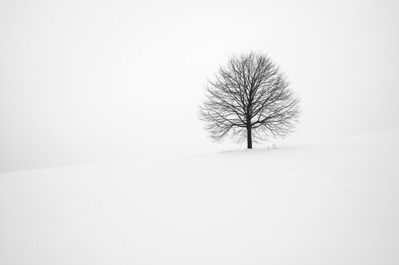 A black, bare tree on a sloped him that is covered in snow. There is no visible background, the sky is entirely white.