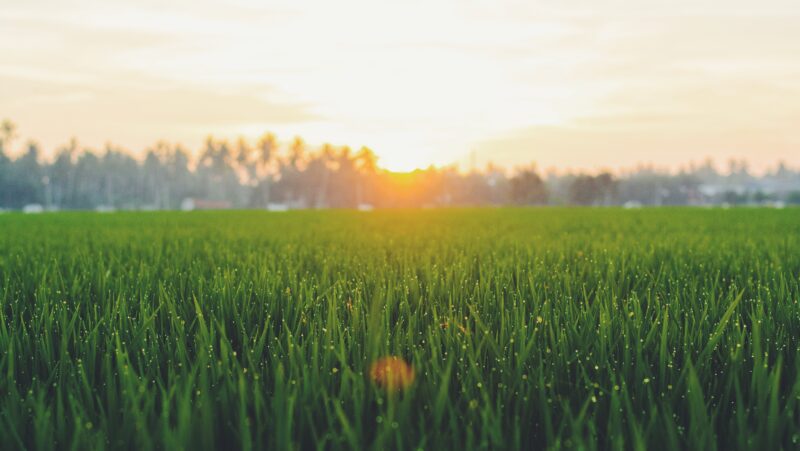 A grass field at sunset