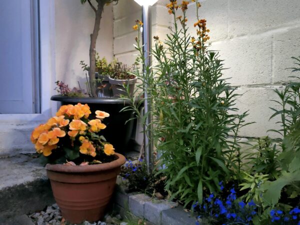 The Large Silver Garden Light in a flower bed beside a shed in a Dublin Garden