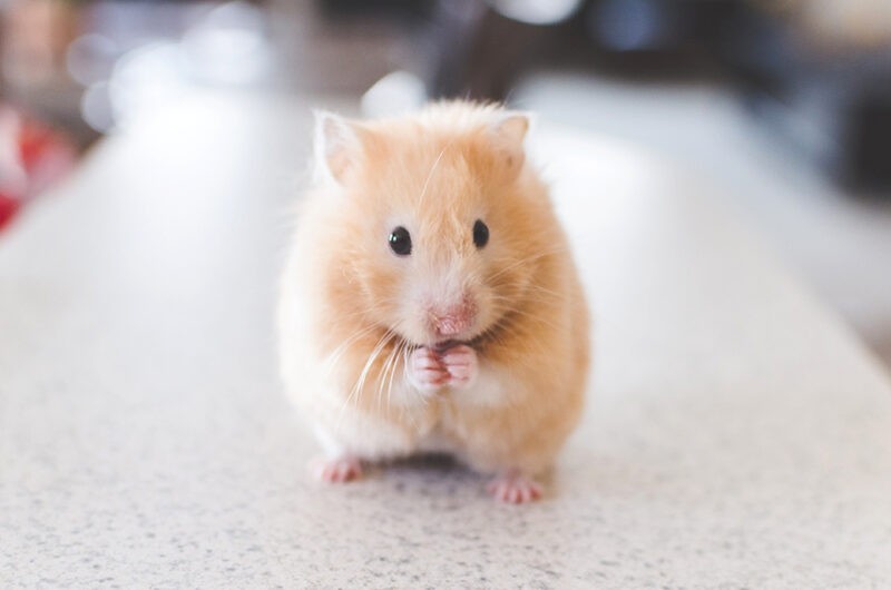A cute golden wood mouse sitting on a marble countertop with his hands pressure together