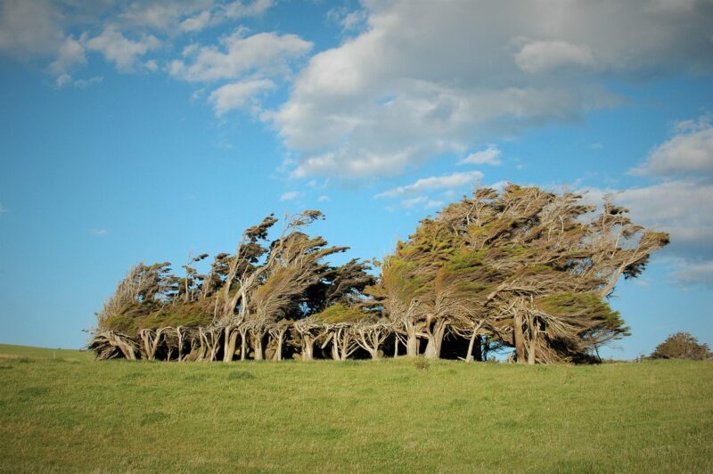 Trees blowing in the wind