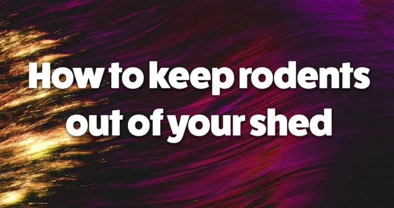 How to keep rodents out of your shed