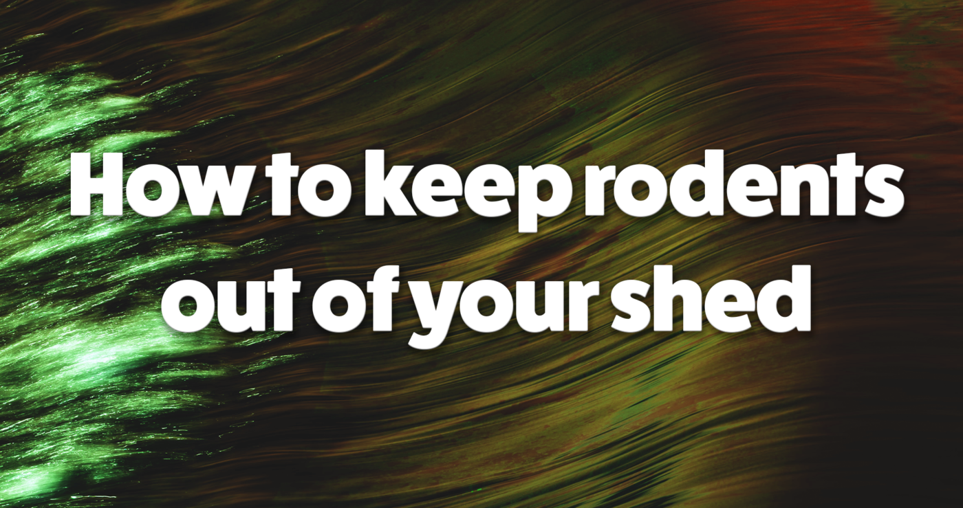 How to keep rodents out of your shed