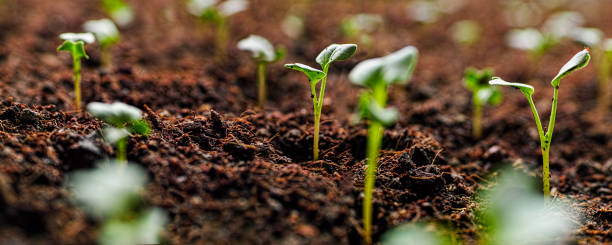 Seedlings just sprouting 