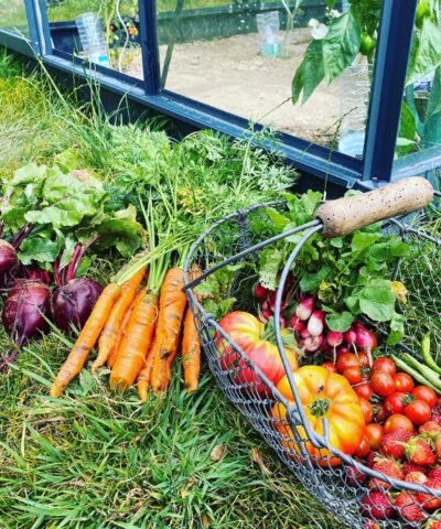 Vegetables taken from the greenhouse