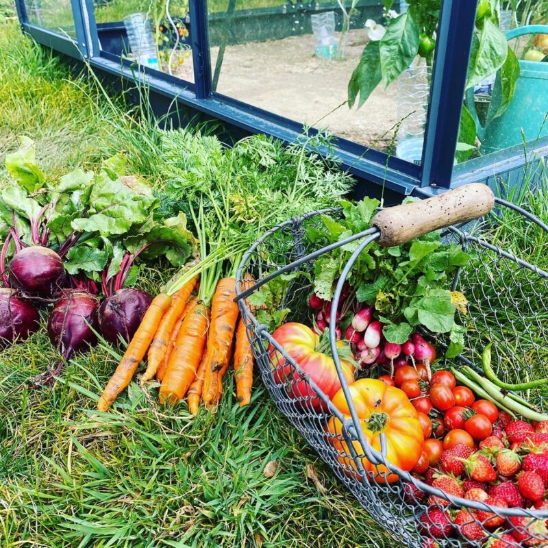 Vegetables taken from the greenhouse