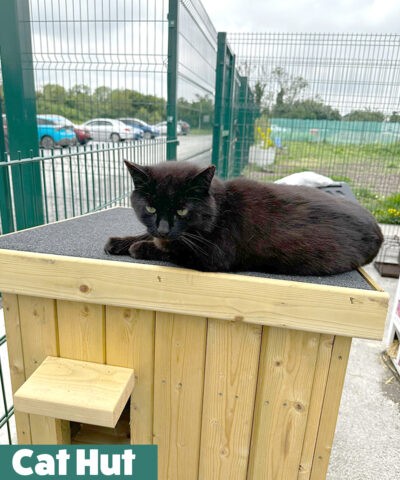 A black cat sitting on the cat hut