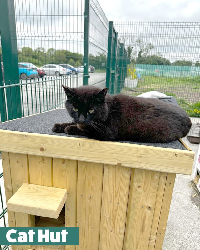 A black cat sitting on the cat hut