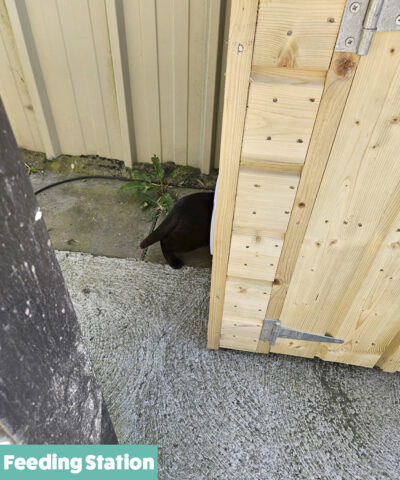 A Cat entering the Feeding Station