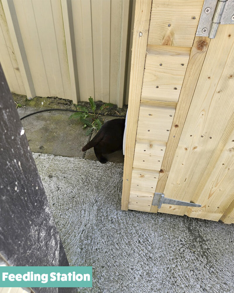 A Cat entering the Feeding Station