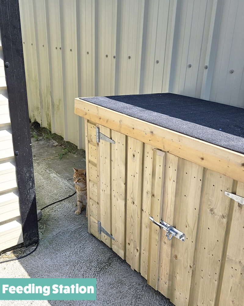 a cat sitting beside the feeding station