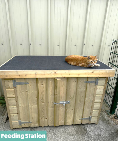 A ginger cat sitting on the feeding station