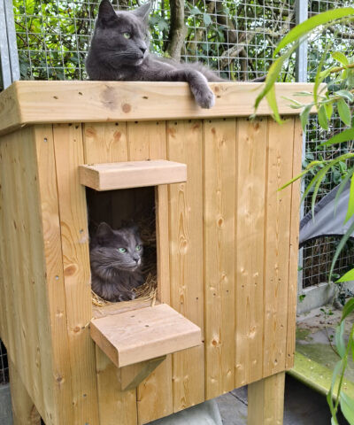 Two cats lounge on the cat hut, one inside it and one of top
