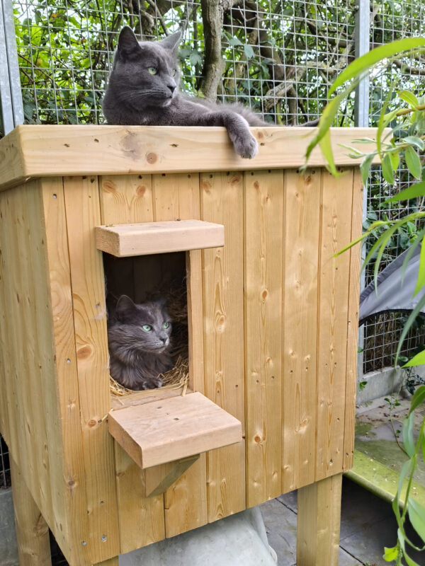 Two cats lounge on the cat hut, one inside it and one of top