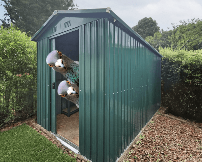 Pigeons peeking out of a shed