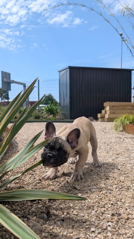 Monty the 16 week old french bulldog puppy chewing on some plants