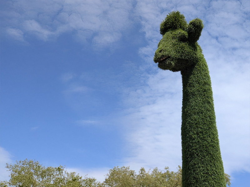 Naas Road Giraffe
