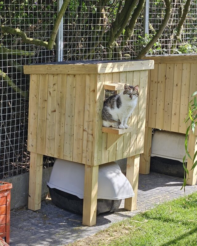 A cat at the north dublin cat rescue sitting in a purpose built cat shelter as donated by sheds direct ireland